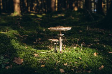 Ormanda yetişen ve orman zemininde yemyeşil yosun bulunan Macrolepiota Procera mantarı. Yüksek kalite fotoğraf