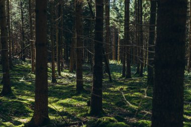 Spruce Tree Ormanı, Sis Işıkları Yosun ve Eğreltiotu kaplı Orman zeminini aydınlatan Güneş Işıkları. Yüksek kalite fotoğraf