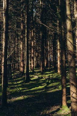 Spruce Tree Ormanı, Sis Işıkları Yosun ve Eğreltiotu kaplı Orman zeminini aydınlatan Güneş Işıkları. Yüksek kalite fotoğraf