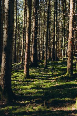Spruce Tree Ormanı, Sis Işıkları Yosun ve Eğreltiotu kaplı Orman zeminini aydınlatan Güneş Işıkları. Yüksek kalite fotoğraf