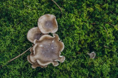 Boletus mushrooms growing in green moss covered forest. High quality photo clipart