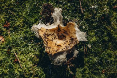 Ormandaki mantar hayvanlar için besin kaynağı görevi görüyor. Yüksek kalite fotoğraf