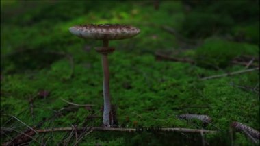 Ormanda yetişen ve orman zemininde yemyeşil yosun bulunan Macrolepiota Procera mantarı. Yüksek kaliteli FullHD görüntüler