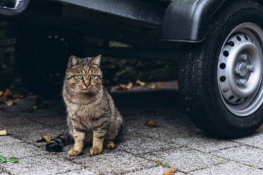 Şehirdeki güzel gri kedi, bir evin yanında oturuyor, kentsel çevrenin tadını çıkarıyor. Yüksek kalite fotoğraf