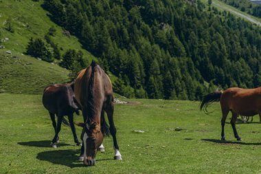 Atlar güneşli bir yaz gününde İtalyan Alpleri 'nin dağlık çayırlarında otlarlar. Yüksek kalite fotoğraf
