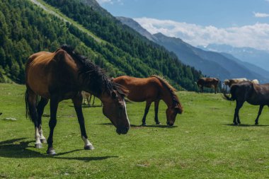 Bir yaz günü, arka planda güzel İtalyan Alpleri ile dağlarda otlayan atlar. Yüksek kalite fotoğraf