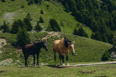 Atlar güneşli bir yaz gününde İtalyan Alpleri 'nin dağlık çayırlarında otlarlar. Yüksek kalite fotoğraf
