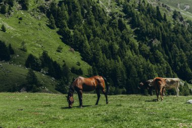 Atlar güneşli bir yaz gününde İtalyan Alpleri 'nin dağlık çayırlarında otlarlar. Yüksek kalite fotoğraf