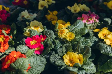 Bahçe ve arka bahçe için renkli menekşeler bahar pazarında satılarak mevsimlik cazibe katılıyor. Yüksek kalite fotoğraf