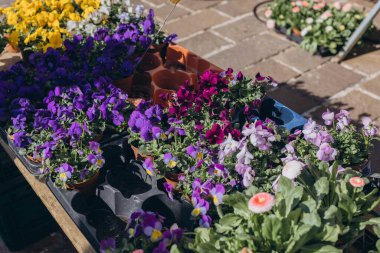 Tencere içindeki renkli menekşeler bahar pazarında satışta. Yüksek kalite fotoğraf