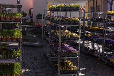 Stuttgart, Almanya, 9 Mart 2024: Satılık çiçek ve fidelerle dolu bahar pazarı. Yüksek kalite fotoğraf
