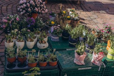 Satılık canlı bitkiler sunan bahçe için sıra sıra fidelerle ve çiçeklerle dolu bir bahar pazarı. Yüksek kalite fotoğraf