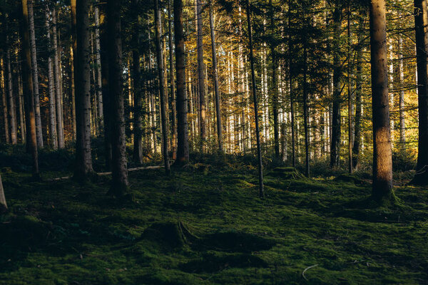 Forest background. Dark forrest nature view,Magic green mossy sunny forest with conifer trees. . High quality photo