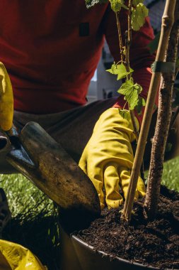Erkekler sarı lastik eldivenler giyip, bahçeye çiçek dikiyorlar. Küçük metal bahçe malası kullanıyorlar. Açık hava bahçe konseptini kapatıyorlar. Yüksek kalite fotoğraf