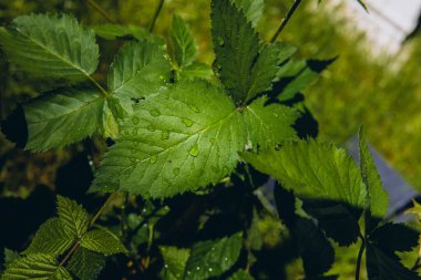 Taze yeşil üzümlü yaprakların yakın plan çekimi yağmur sonrası su damlacıkları ile yapılır. Canlı bahar veya yaz yaprakları, doğal doku, ferahlatıcı bahçe ayrıntıları. Yüksek kalite fotoğraf
