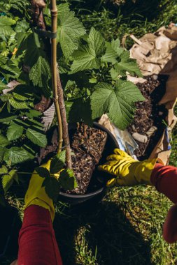 Erkekler sarı lastik eldivenler giyip, bahçeye çiçek dikiyorlar. Küçük metal bahçe malası kullanıyorlar. Açık hava bahçe konseptini kapatıyorlar. Yüksek kalite fotoğraf