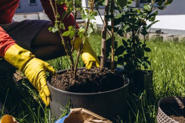 Erkekler sarı lastik eldivenler giyip, bahçeye çiçek dikiyorlar. Küçük metal bahçe malası kullanıyorlar. Açık hava bahçe konseptini kapatıyorlar. Yüksek kalite fotoğraf
