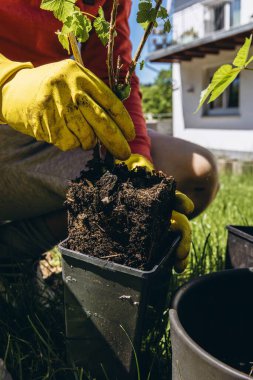 Erkekler sarı lastik eldivenler giyip, bahçeye çiçek dikiyorlar. Küçük metal bahçe malası kullanıyorlar. Açık hava bahçe konseptini kapatıyorlar. Yüksek kalite fotoğraf