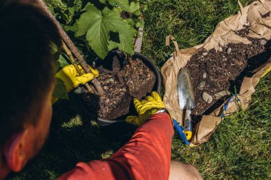 Sarı lastik eldiven giyen adam bahçenin güneşli bir yaz günü bahçe konseptinde tencereye yeşil frenk üzümü çalısı ekiyor. Yüksek kalite fotoğraf