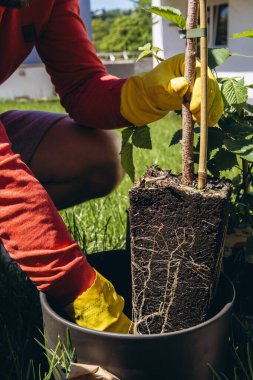 Sarı lastik eldivenli bir adamın yeşil kökleri olan ve açık havada bahçe nakli için hazır bir bitki tuttuğuna yakın çekim. Yüksek kalite fotoğraf