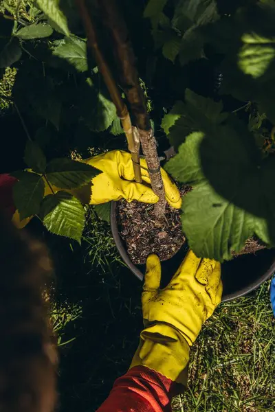 Erkekler sarı lastik eldivenler giyip, bahçeye çiçek dikiyorlar. Küçük metal bahçe malası kullanıyorlar. Açık hava bahçe konseptini kapatıyorlar. Yüksek kalite fotoğraf