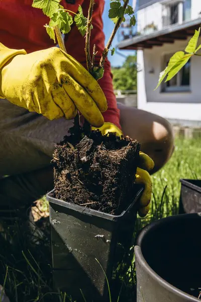 Erkekler sarı lastik eldivenler giyip, bahçeye çiçek dikiyorlar. Küçük metal bahçe malası kullanıyorlar. Açık hava bahçe konseptini kapatıyorlar. Yüksek kalite fotoğraf