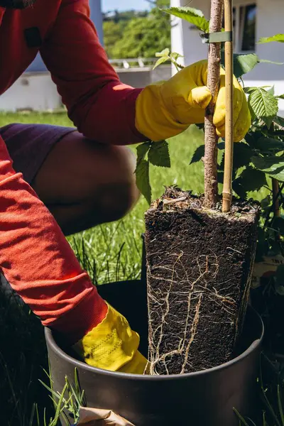 Sarı lastik eldivenli bir adamın yeşil kökleri olan ve açık havada bahçe nakli için hazır bir bitki tuttuğuna yakın çekim. Yüksek kalite fotoğraf