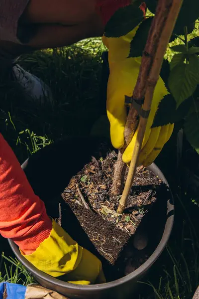 Erkekler sarı lastik eldivenler giyip, bahçeye çiçek dikiyorlar. Küçük metal bahçe malası kullanıyorlar. Açık hava bahçe konseptini kapatıyorlar. Yüksek kalite fotoğraf