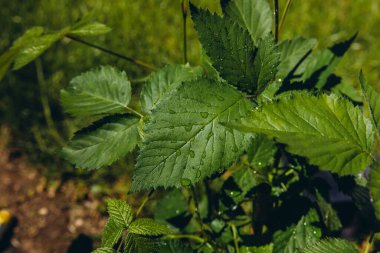 Taze yeşil üzümlü yaprakların yakın plan çekimi yağmur sonrası su damlacıkları ile yapılır. Canlı bahar veya yaz yaprakları, doğal doku, ferahlatıcı bahçe ayrıntıları. Yüksek kalite fotoğraf