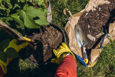 Erkekler sarı lastik eldivenler giyip, bahçeye çiçek dikiyorlar. Küçük metal bahçe malası kullanıyorlar. Açık hava bahçe konseptini kapatıyorlar. Yüksek kalite fotoğraf