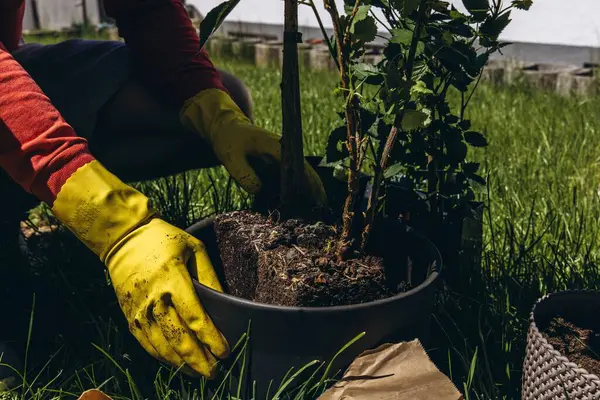 Erkekler sarı lastik eldivenler giyip, bahçeye çiçek dikiyorlar. Küçük metal bahçe malası kullanıyorlar. Açık hava bahçe konseptini kapatıyorlar. Yüksek kalite fotoğraf