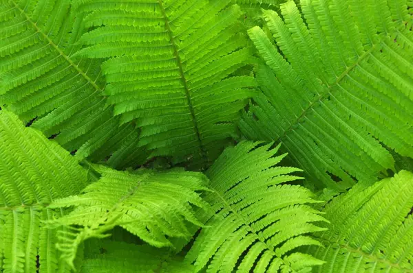 green fern leaves close up, light green leaves background fern, ornamental, leaf, nature