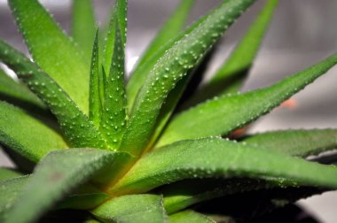 Tam ekran yeşil sulu Haworthia yaprakları