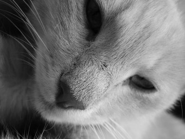 bir kedinin makro portresi, hayvanların burun ve kısa kürkü, siyah beyaz fotoğraf, gözler, kedilerin bıyıkları