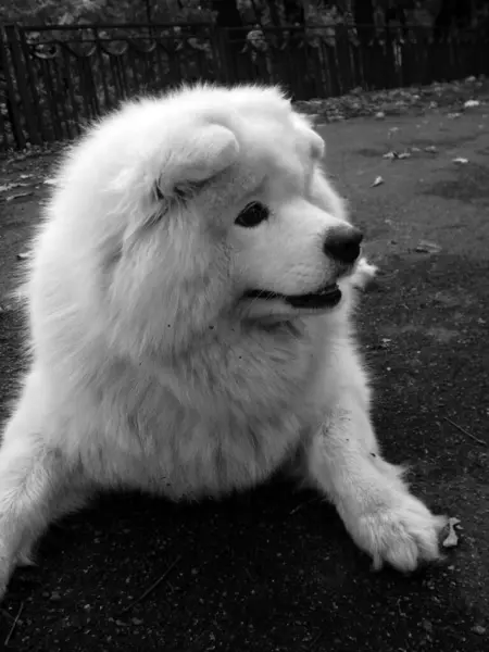 Beyaz pofuduk köpek, siyah beyaz fotoğraf, bir köpeğin portresi.