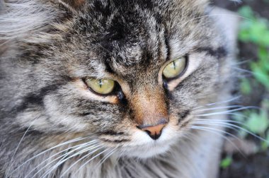 Sarı gözlü gri bir kedinin portresi. Kapalı, makro, insansız.