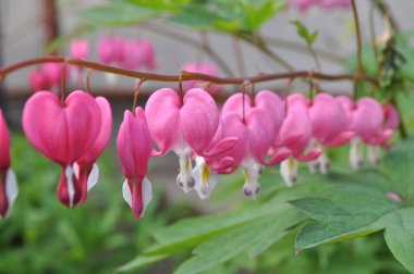 Dicentra spektabilis - Popüler bahçe bitkisinin orijinal pembe kalp şeklinde çiçekleri var.