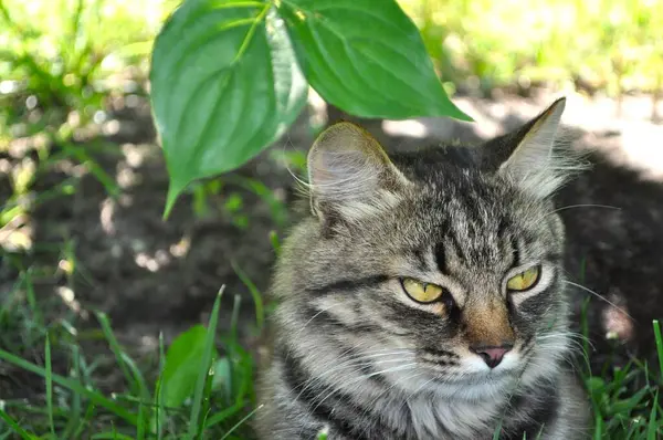 Gri bir kedi çimenlerde uyuyor, gözleri kapalı bir kedi yavrusu bahçedeki parlak yeşil çimlerin üzerinde oturuyor, bir hayvanın portresi.