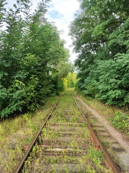 Terk edilmiş, paslı, demiryolu, ormanda, uzak bir yere gidiyor, çıkmaz sokağa, yola, ıssız yola, demiryoluna, raylara, yataklı vagonlara.