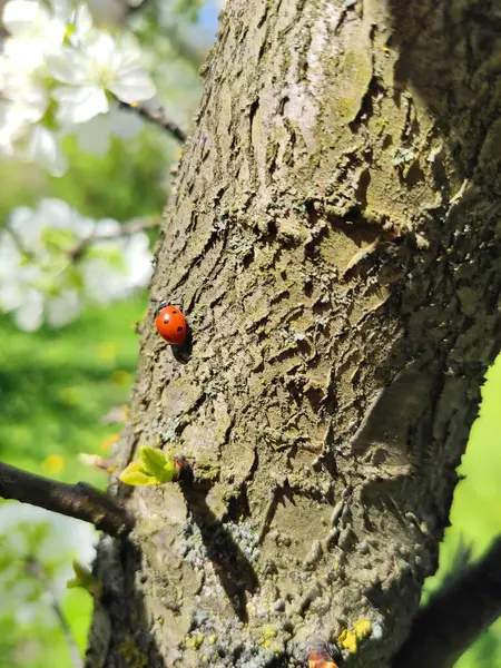 Küçük kırmızı bir böcek, uğur böceği, bir ağacın kabuğunda sürünüyor. Ağaç gövdesi, güneşli hava, bahar, çiçek açan bahçe.
