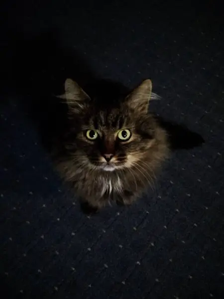 Yerde yeşil gözlü, siyah, gri bir kedinin manzarası, tüylü kürk, karanlıkta kedi, karanlık, gece, kasvetli, mistik