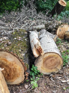 Testere kütükleri, kütükler, devrilmiş ağaç, beyaz ağaç kabuğu, kereste fabrikası, ahşap işleme, yakacak odun, testere.,