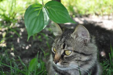 Bahçedeki çimlerin yapraklarında büyük sarı gözlü gri bir kedi oturuyor. Kürk, kedi portresi, yüz, ağızlık, burun.