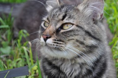 Bahçedeki çimlerin yapraklarında büyük sarı gözlü gri bir kedi oturuyor. Kürk, kedi portresi, yüz, ağızlık, burun.