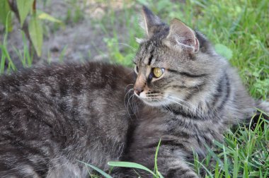 Bahçedeki çimlerin yapraklarında büyük sarı gözlü gri bir kedi oturuyor. Kürk, kedi portresi, yüz, ağızlık, burun.