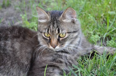Bahçedeki çimlerin yapraklarında büyük sarı gözlü gri bir kedi oturuyor. Kürk, kedi portresi, yüz, ağızlık, burun.