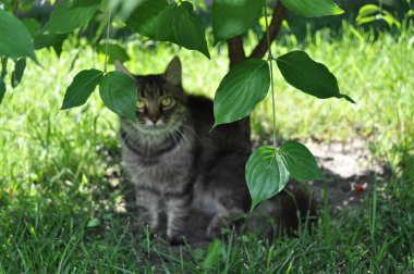 Bahçedeki çimlerin yapraklarında büyük sarı gözlü gri bir kedi oturuyor. Kürk, kedi portresi, yüz, ağızlık, burun.