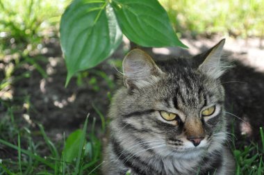 Bahçedeki çimlerin yapraklarında büyük sarı gözlü gri bir kedi oturuyor. Kürk, kedi portresi, yüz, ağızlık, burun.