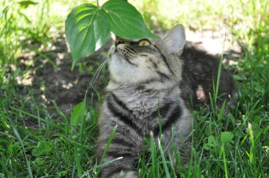 Bahçedeki çimlerin yapraklarında büyük sarı gözlü gri bir kedi oturuyor. Kürk, kedi portresi, yüz, ağızlık, burun.