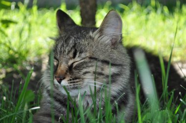 Bahçedeki çimlerin yapraklarında büyük sarı gözlü gri bir kedi oturuyor. Kürk, kedi portresi, yüz, ağızlık, burun.